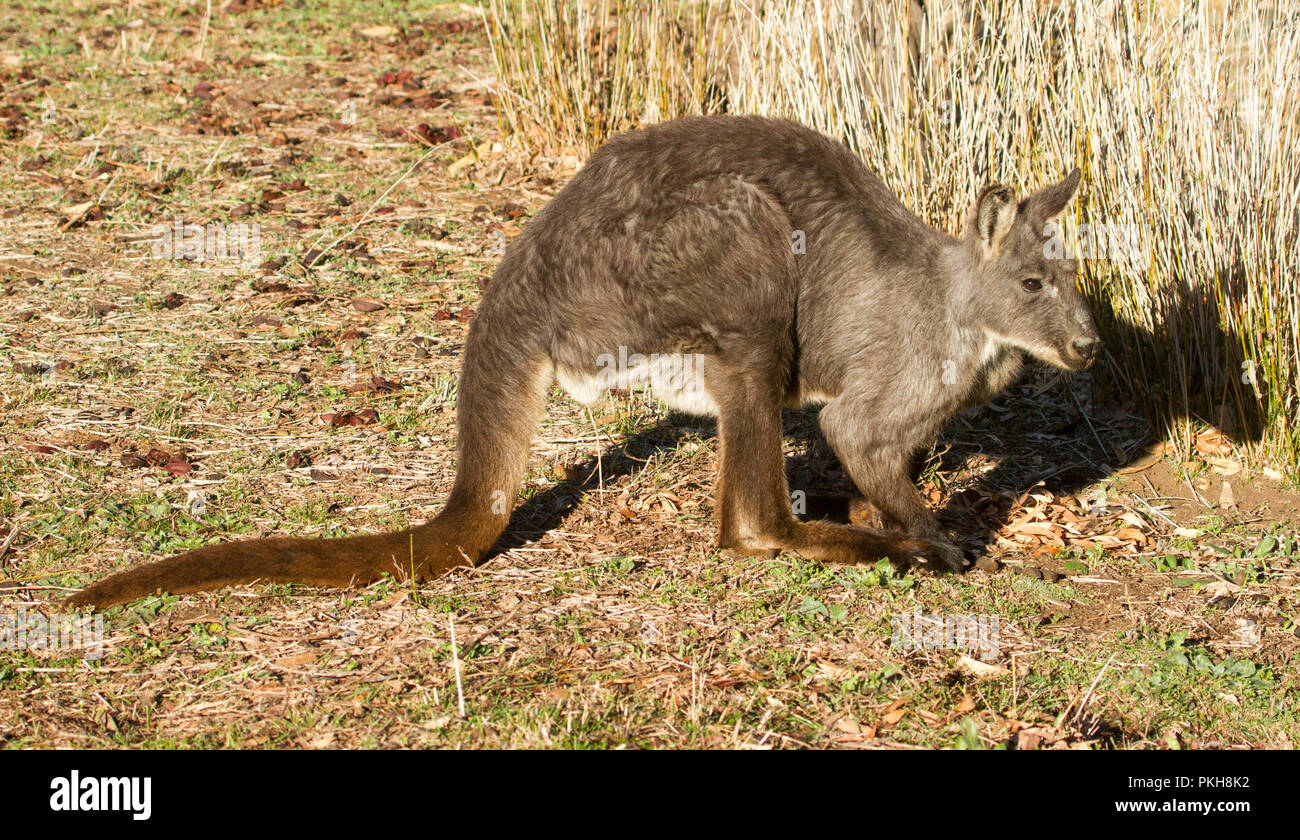 Wallaroo oriental australiano, Macropus Robustus en el salvaje en el Parque Nacional Warrumbungle en NSW Foto de stock