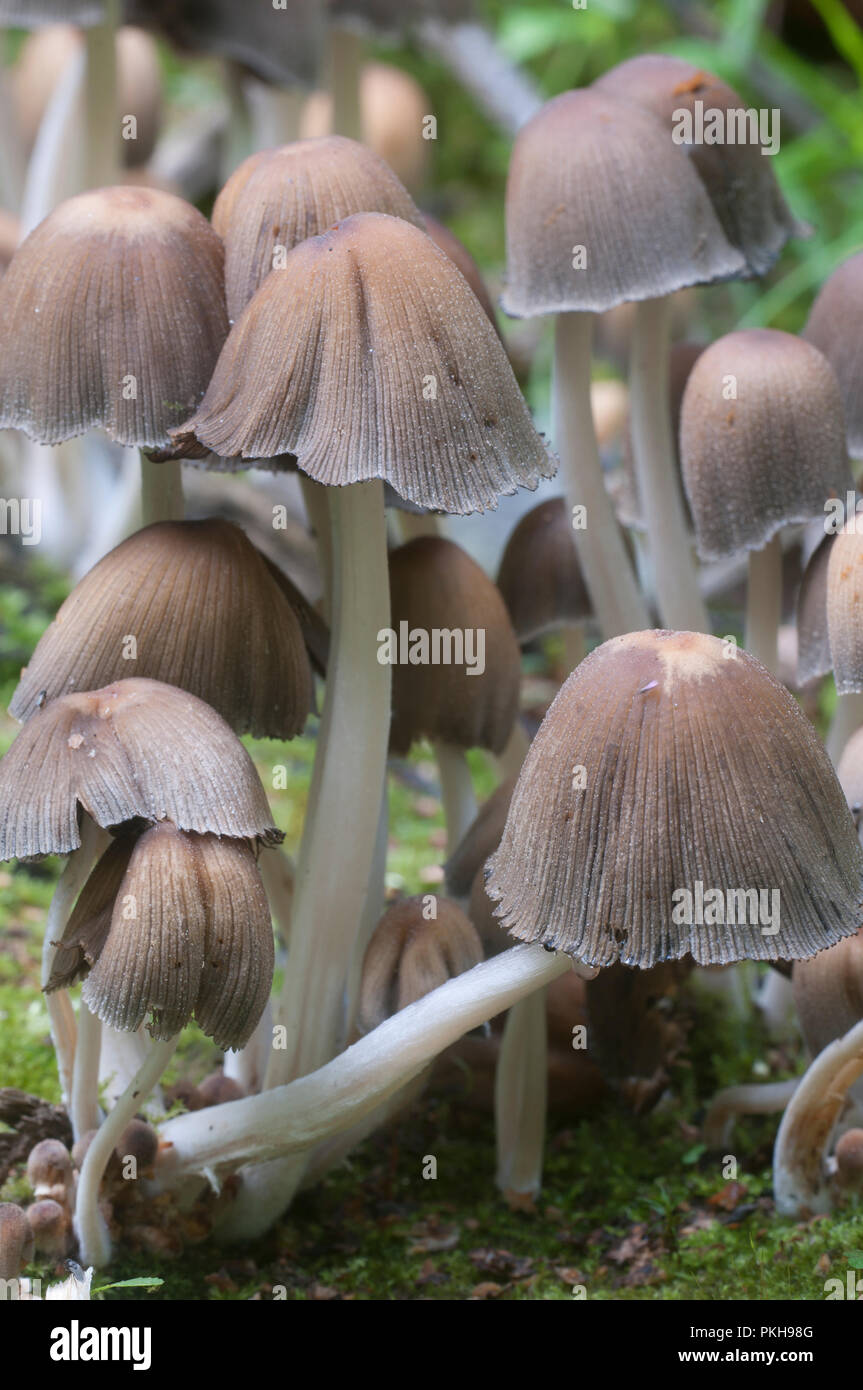 Seta Coprinus micaceus cerca del árbol, cerrar Foto de stock