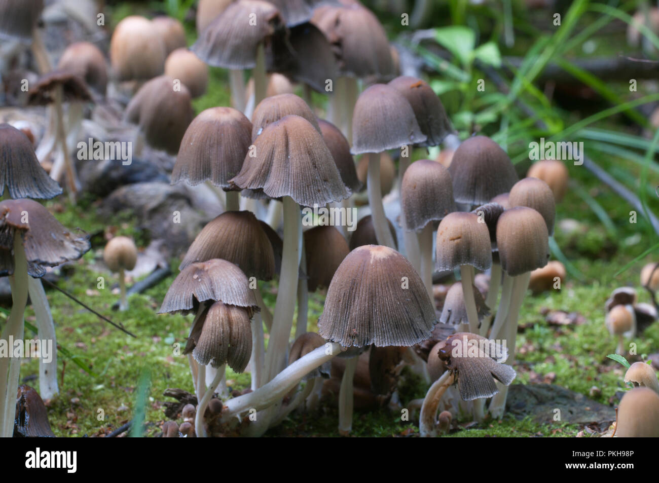 Seta Coprinus micaceus cerca del árbol, cerrar Foto de stock