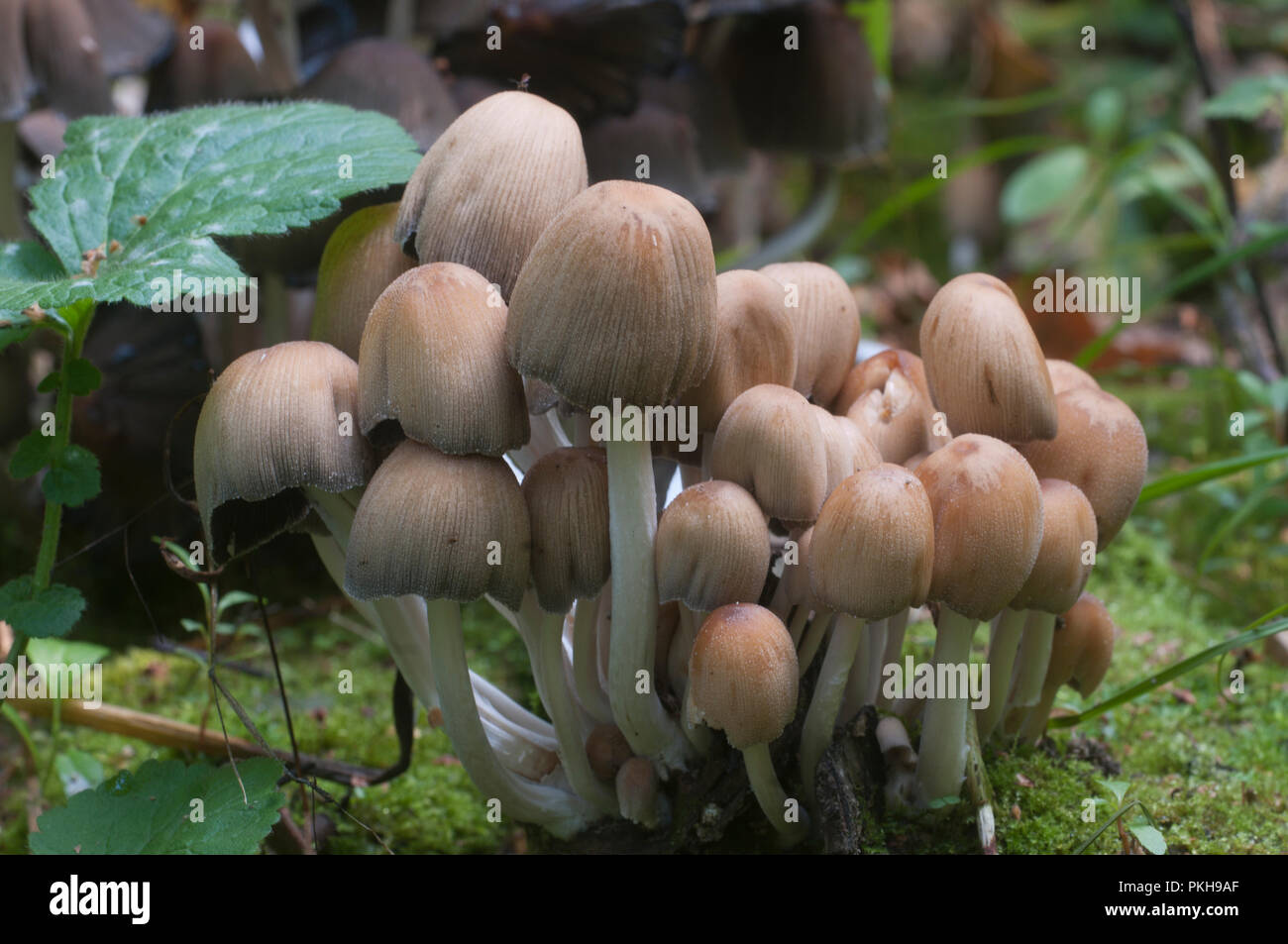 Seta Coprinus micaceus cerca del árbol, cerrar Foto de stock