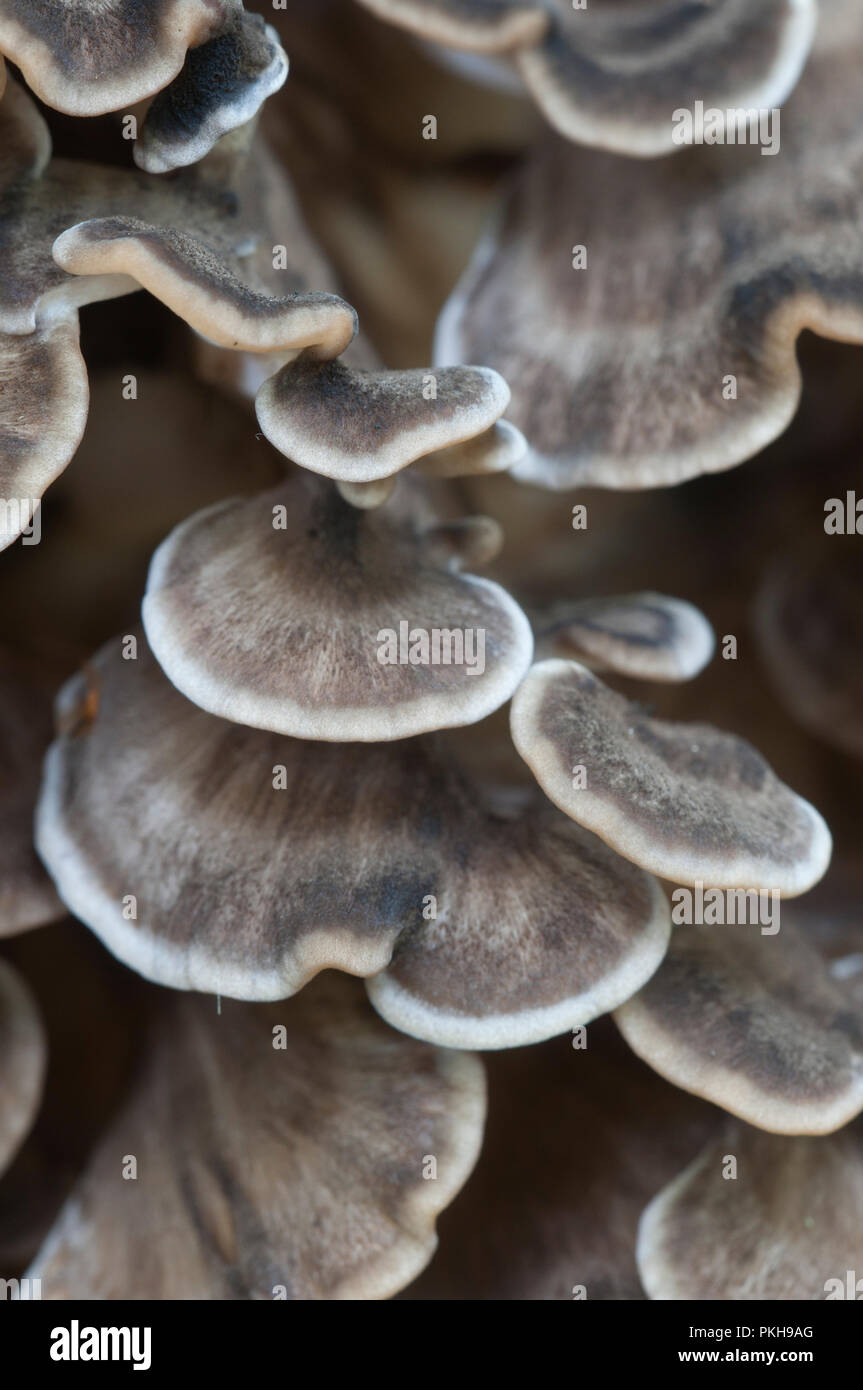 Grifola frondosa fotografías e imágenes de alta resolución Alamy