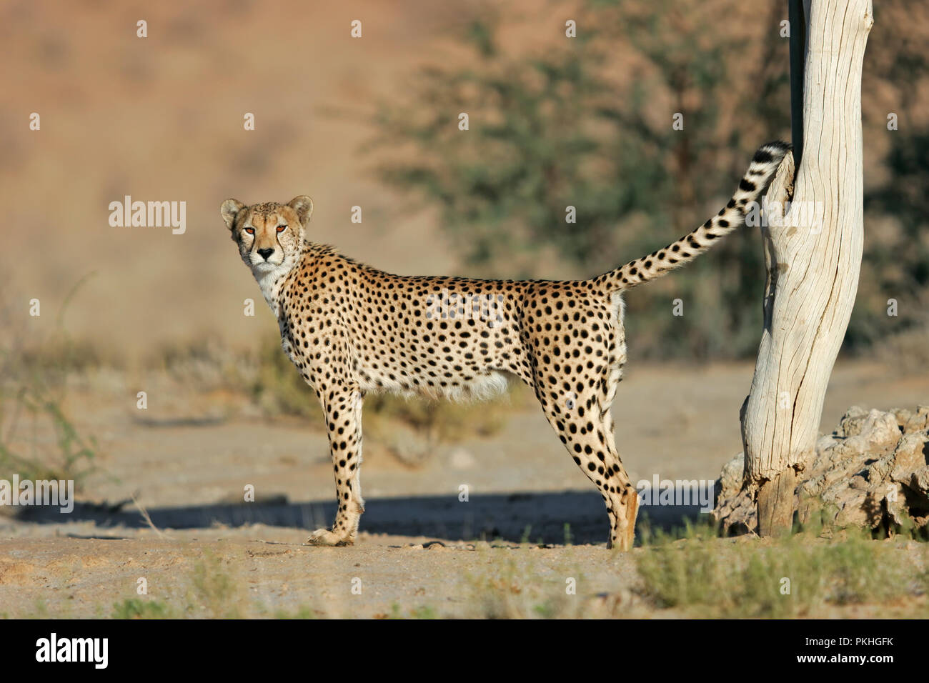 Macho dominante del guepardo (Acinonyx jubatus) marcando su territorio, el desierto de Kalahari, Sudáfrica Foto de stock