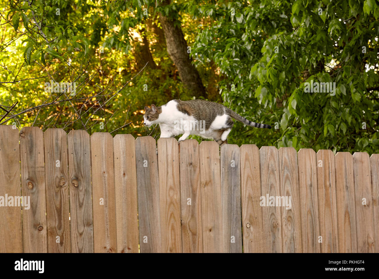 Gato en la valla de madera Foto de stock