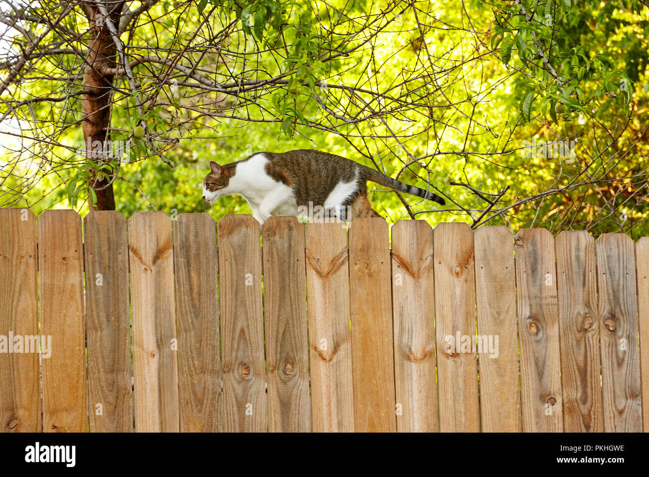 Gato en la valla de madera Foto de stock