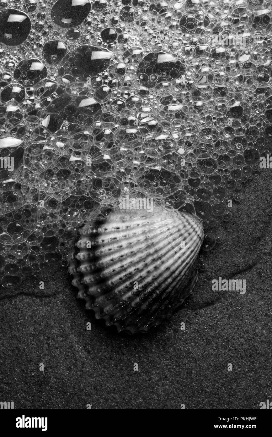 El agua de mar que invierte un shell en la arena Foto de stock