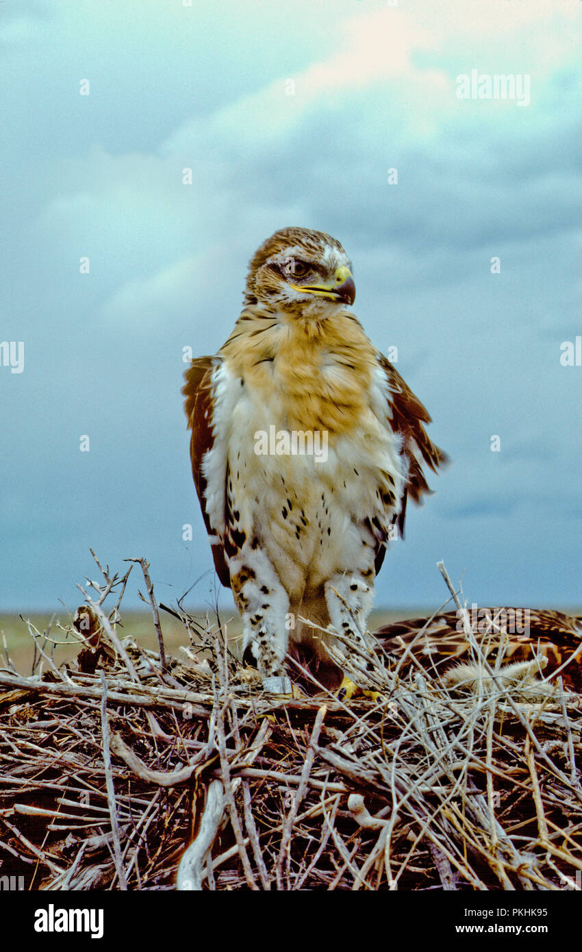 Aguilillas reales menores (Buteo regalis) en el nido en el Morley Nelson Snake River, aves de presa, el Area de Conservación Nacional de Idaho Foto de stock