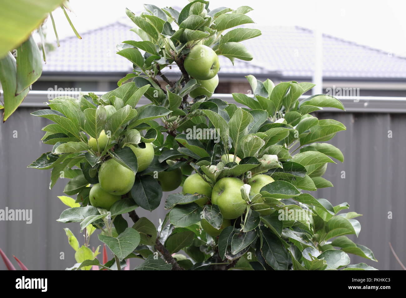 Manzanas verdes frescas sobre la rama de un árbol de manzana enano Foto de stock