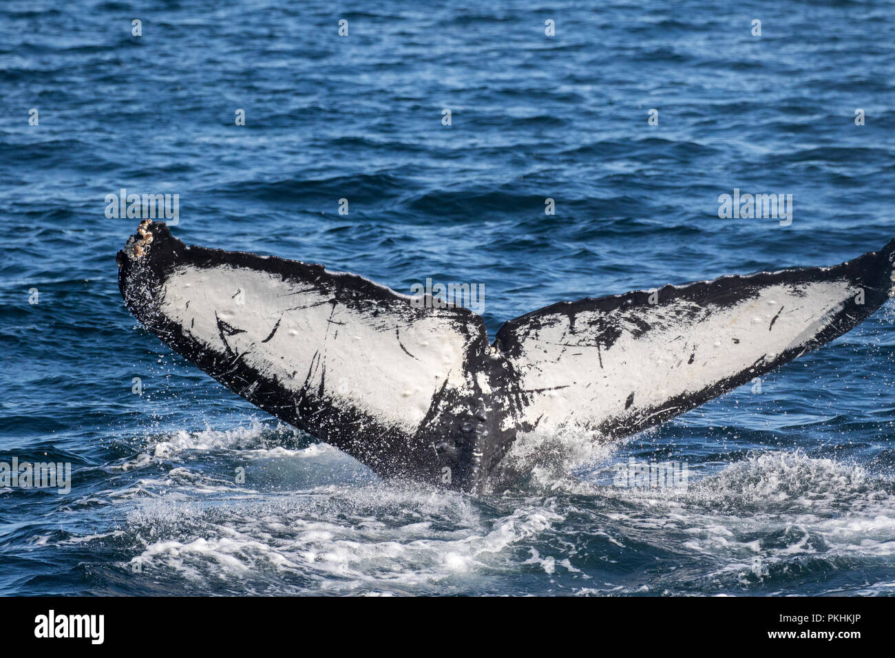 El Fluke de una ballena jorobada conocido como Viking, un conocido miembro del núcleo del grupo de compensación de burbuja en el sureste de Alaska, conocida debido a la distinta cola Foto de stock