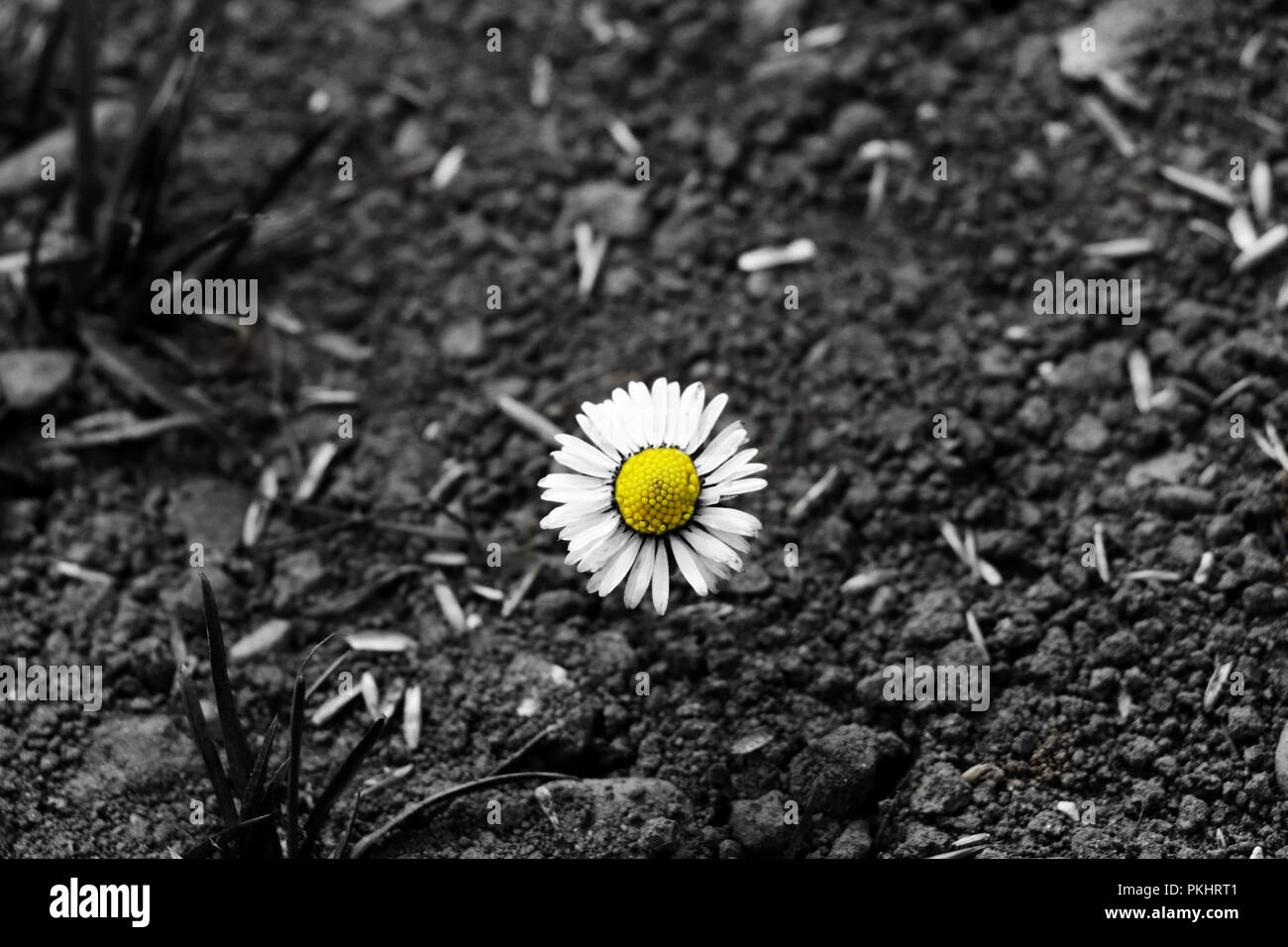 Una bella flor que está coloreado pero otros sobre la imagen en blanco y  negro. Hemos utilizado este formulario para resaltar daisy desde el suelo  Fotografía de stock - Alamy