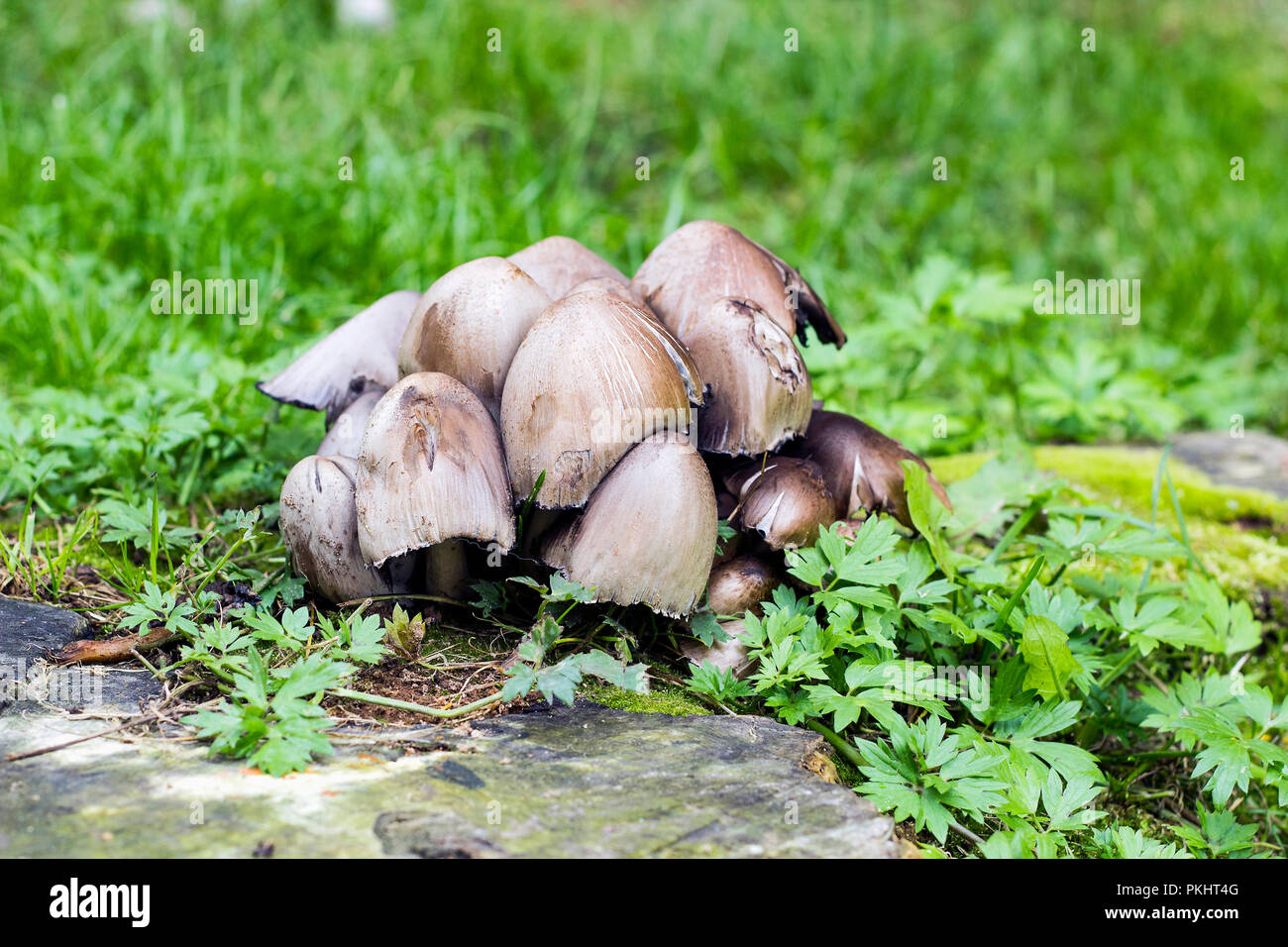 Coprinopsis atramentaria inky cap gris común o setas. Coprinus atramentarius hongo Foto de stock