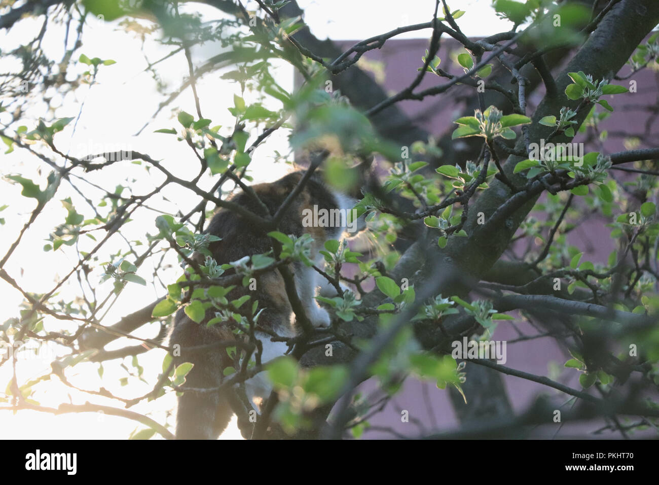 Una dulce cat en el atardecer. Un gatito de escalada en la parte superior del árbol. En los meses de verano Foto de stock