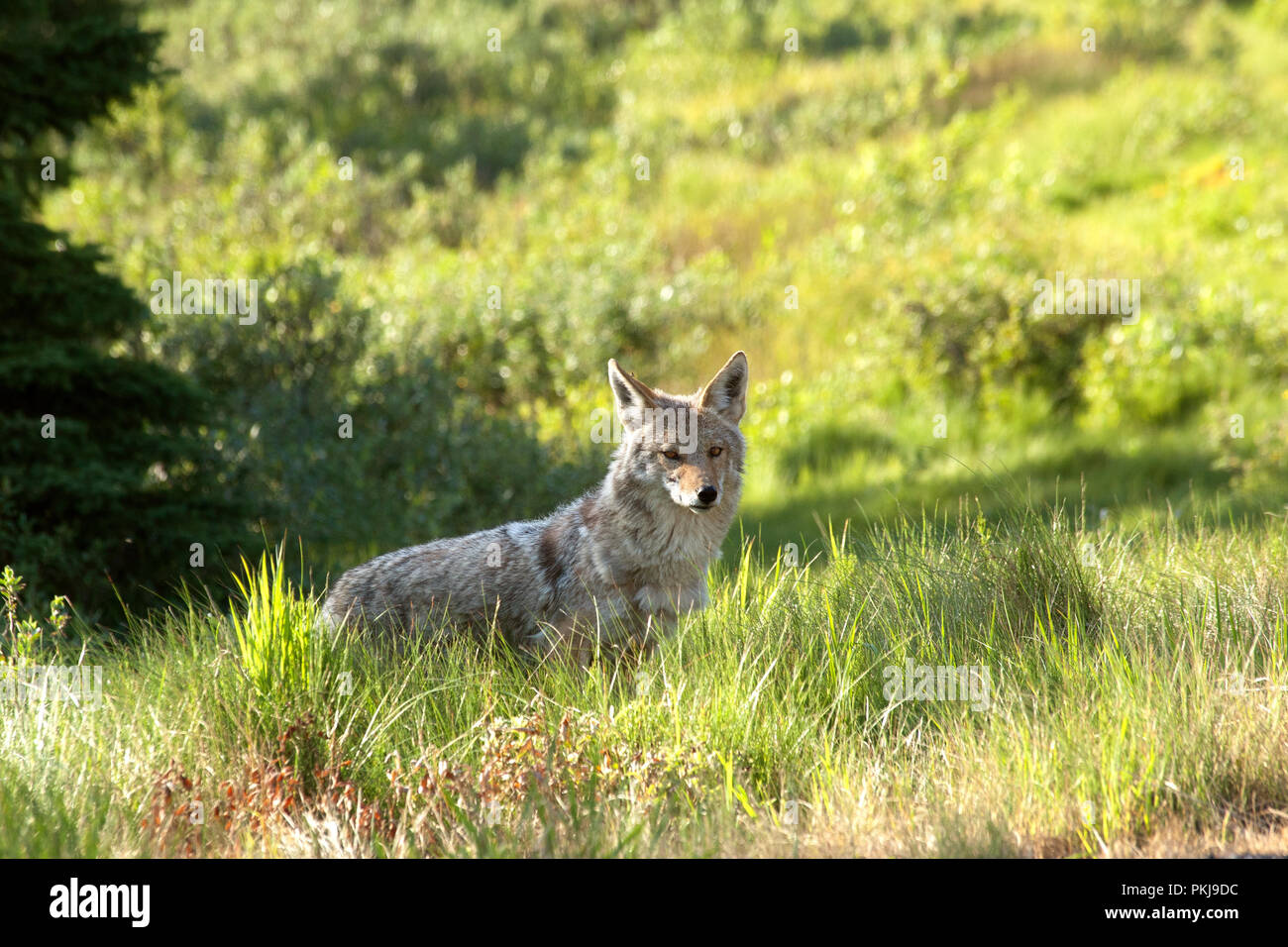 El coyote (Canis latrans) en el medio silvestre Foto de stock