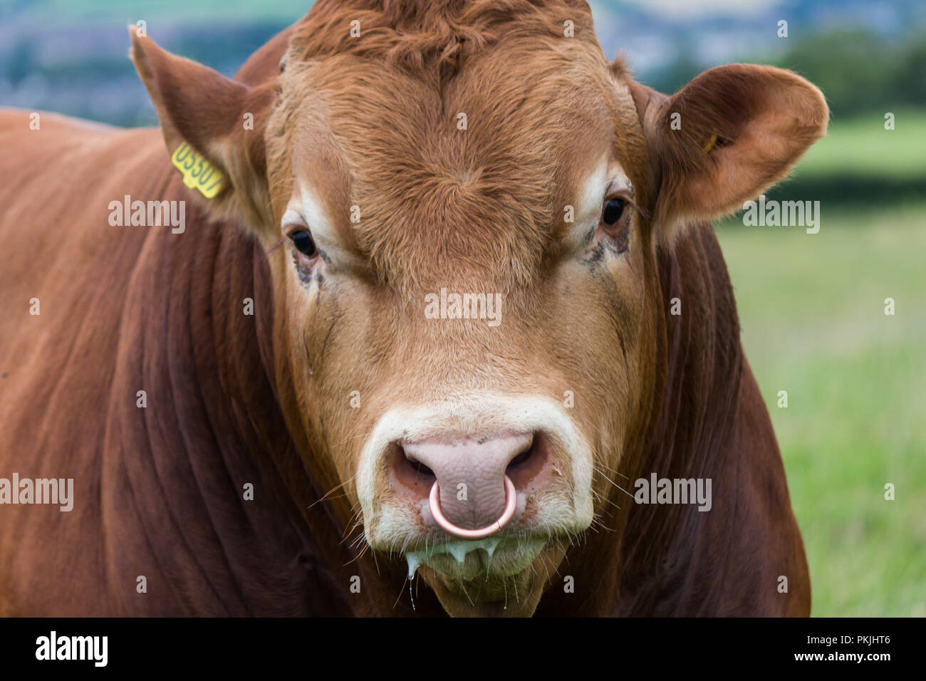 Aro En La Nariz De Las Vacas