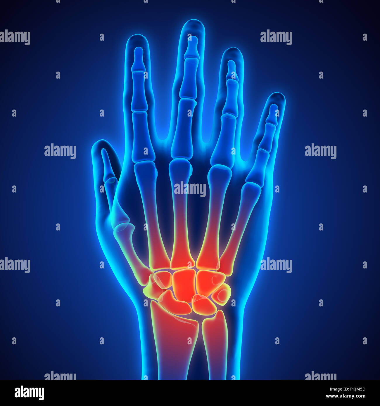 Anatomía de la mano humana ilustración