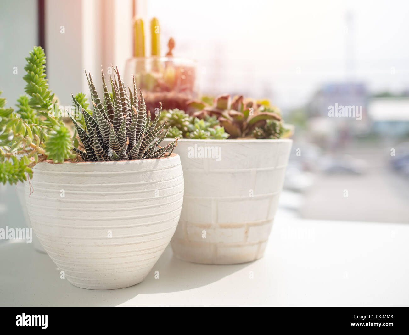 Las plantas suculentas o cactus en macetas de blanco sobre blanco mesa de  madera cerca de la ventana de cristal con luz solar. Cactus decoración  minimalista concepto Fotografía de stock - Alamy