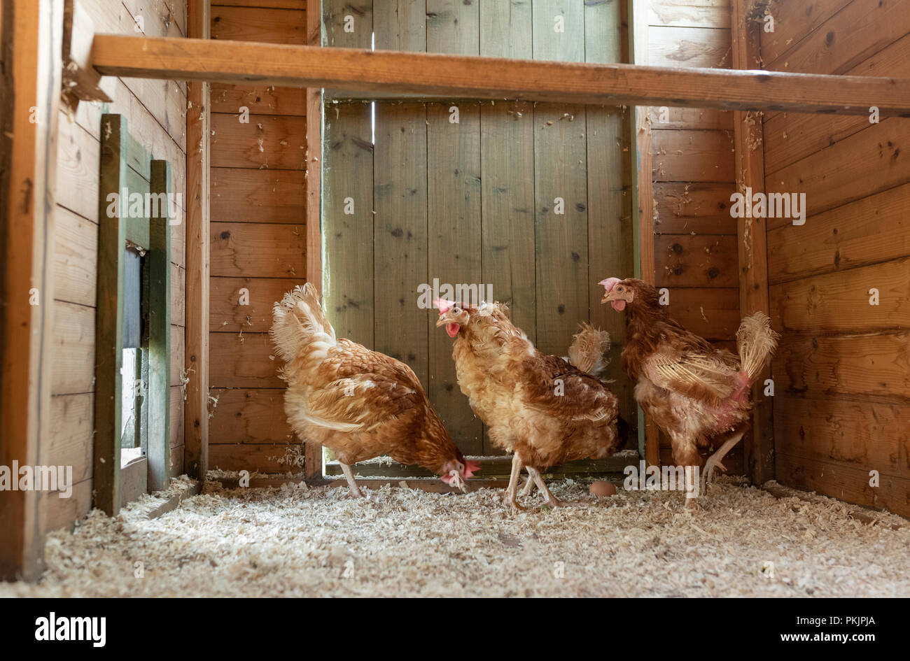 Jubilado gallinas ponedoras en su nuevo rango libre gallinero en Gales  Fotografía de stock - Alamy