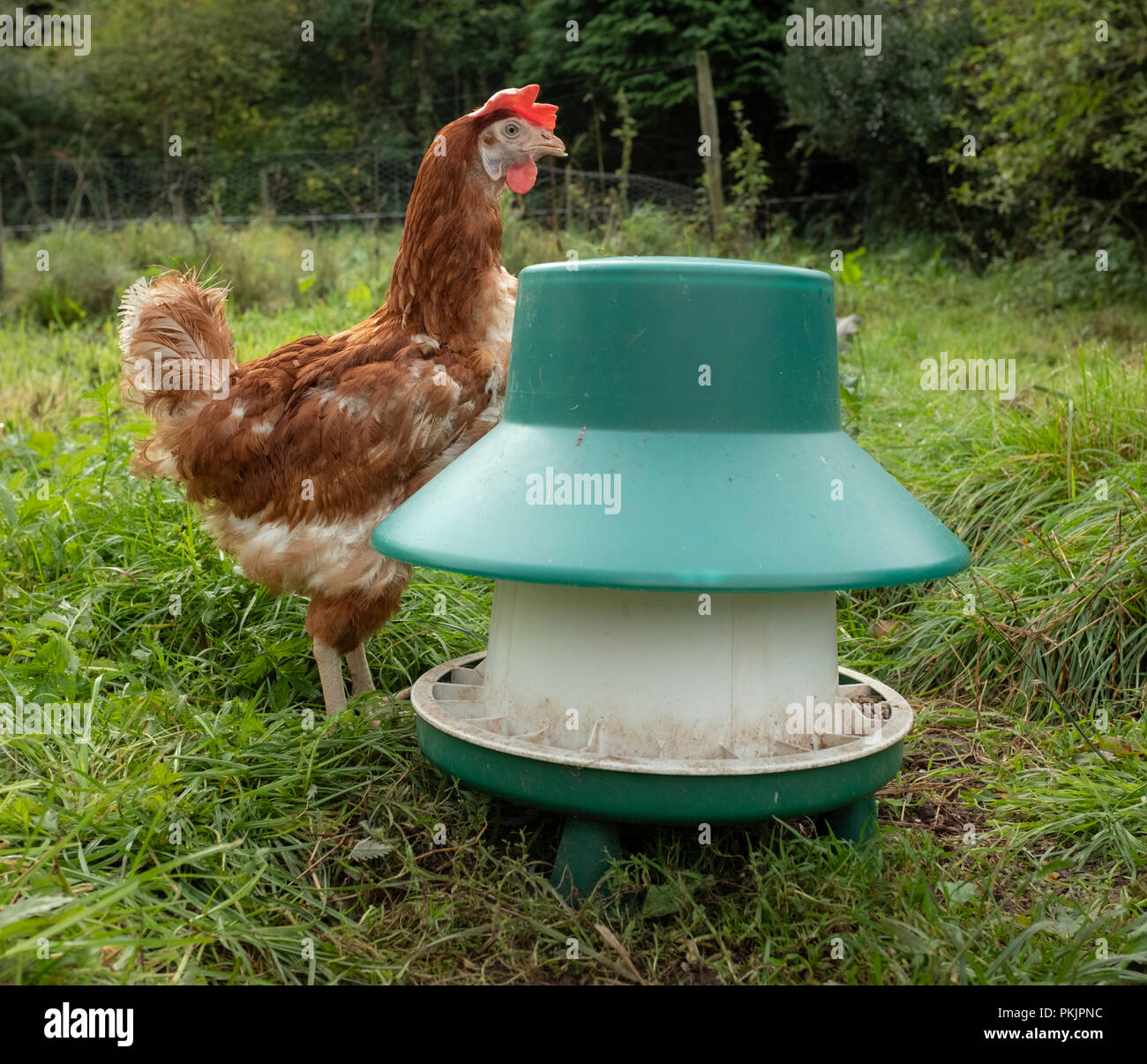 Batería jubilado gallina en un gallinero al aire libre en el País de Gales. Foto de stock