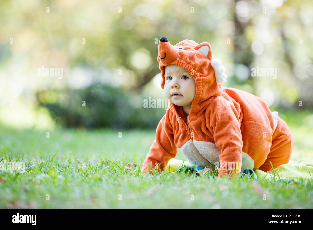 Lindo bebé niña vestido con traje de fox arrastrándose sobre el pasto verde  en park Fotografía de stock - Alamy