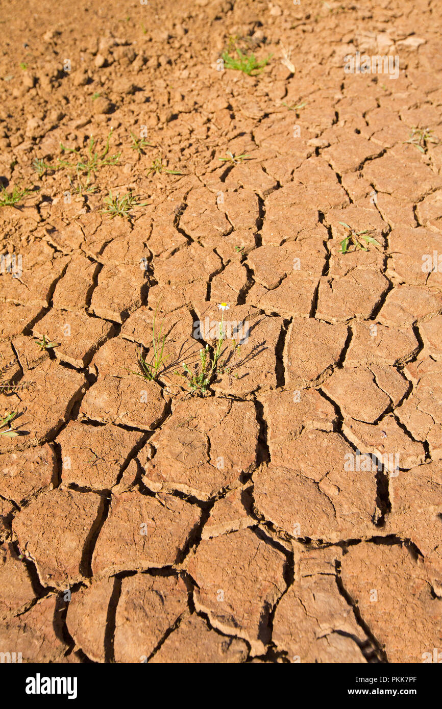 Agrietada tierra seca durante la sequía de Australia con diminuto daisy creciente en la grieta y floración como demostración de resiliencia de la naturaleza Foto de stock