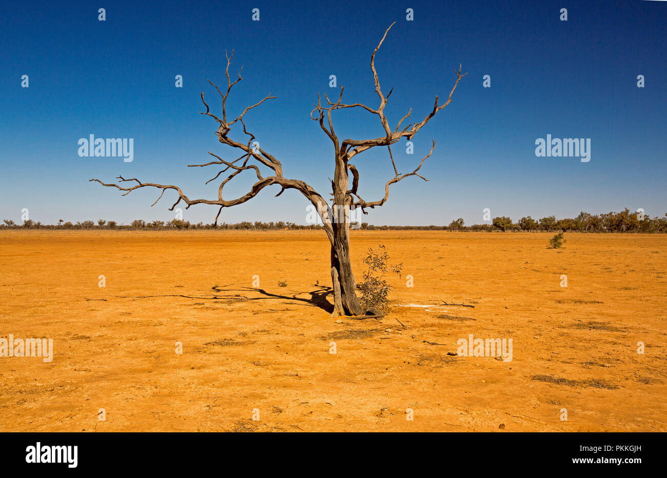 paisaje del desierto australiano durante la sequía con árbol muerto solitario creciente rojo estéril de vastas llanuras sin árboles bajo un cielo en Queensland Fotografía de - Alamy