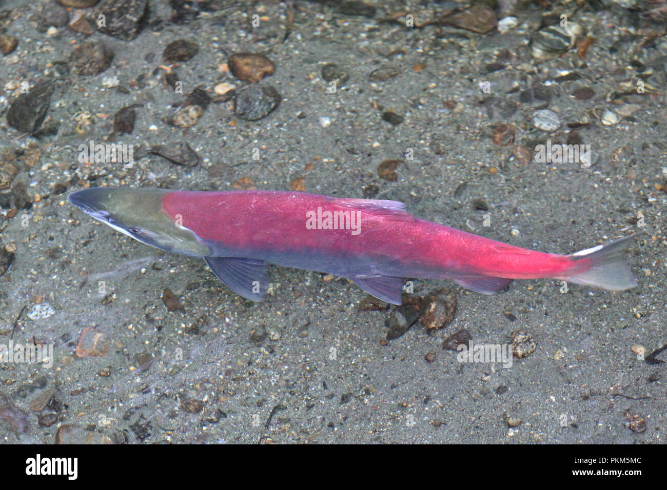 Un salmón Sockeye convierte un rojo brillante mientras intentaba obtener para desovar Foto de stock