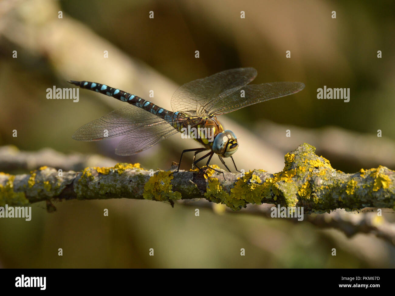 Hawker migrantes Dragonfly, Inglaterra, Reino Unido. Foto de stock