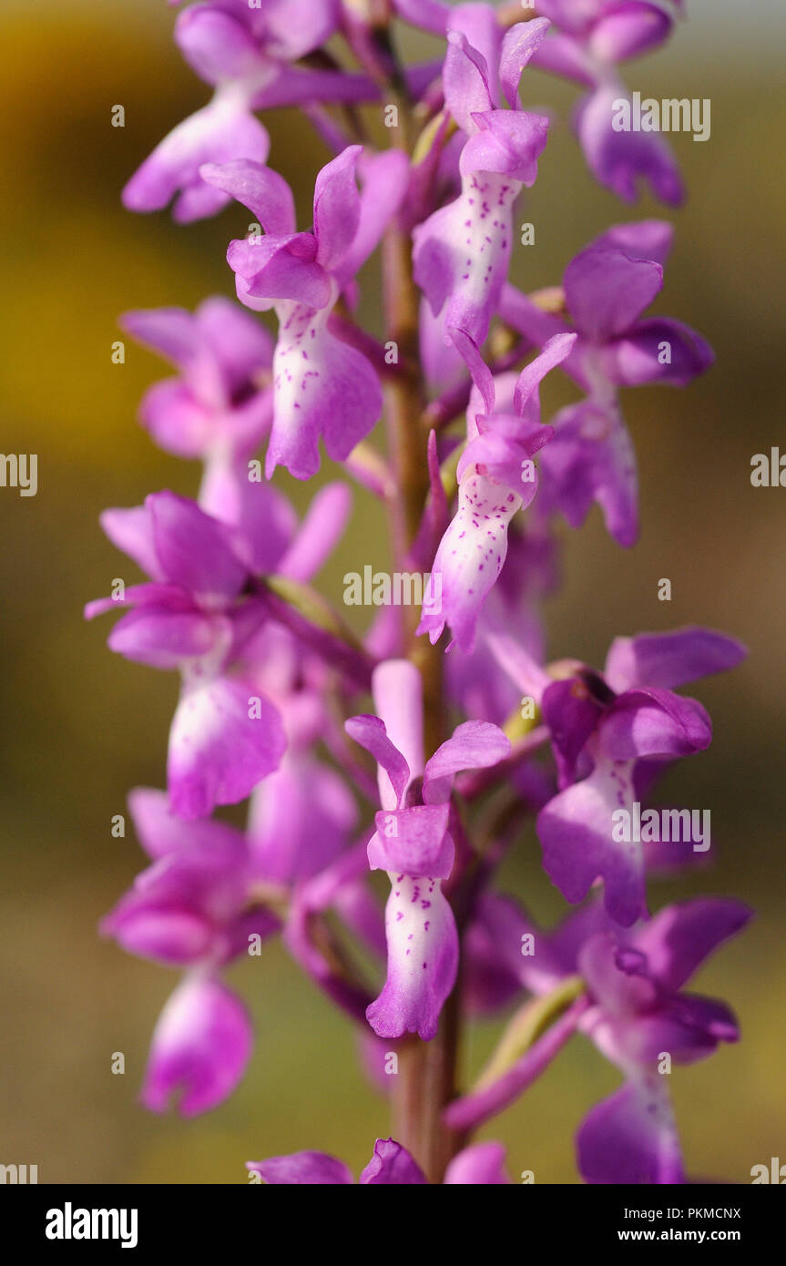 Orquídeas silvestres del sur de Europa Occidental, Violeta orquídea (Orchis  mascula Fotografía de stock - Alamy