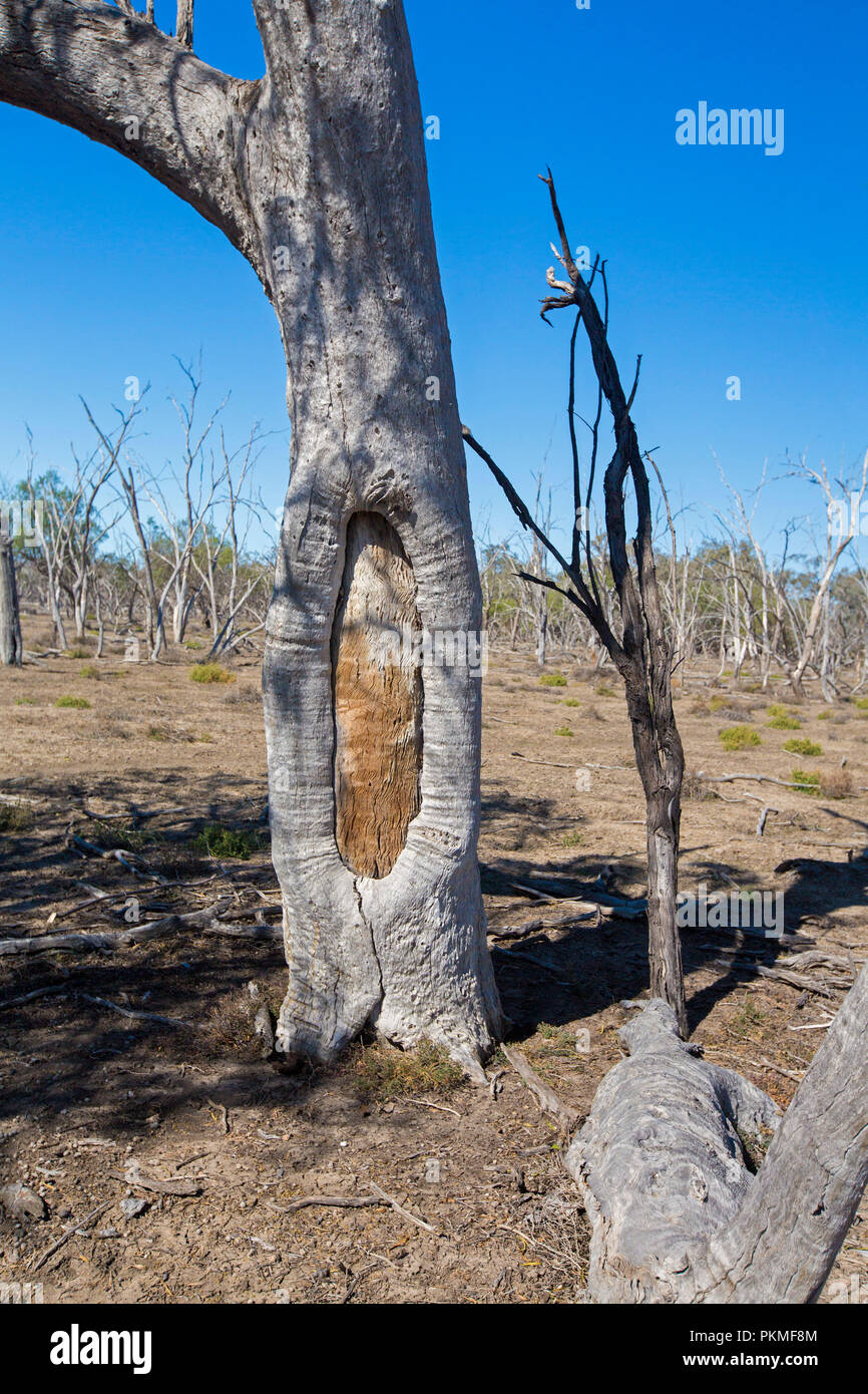 Histórico árbol cicatrizado en el árido paisaje del desierto australiano bajo un cielo azul en el Parque Nacional Culgoa Northern NSW Foto de stock