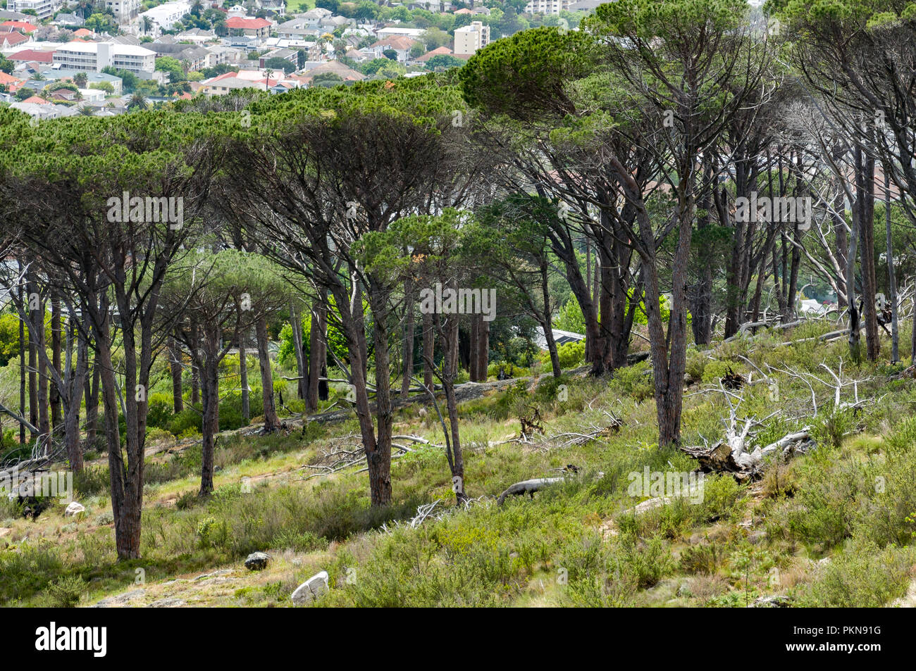 Acacias en el Parque Nacional de la Montaña de la Mesa con vistas a Ciudad del Cabo, Sudáfrica Foto de stock