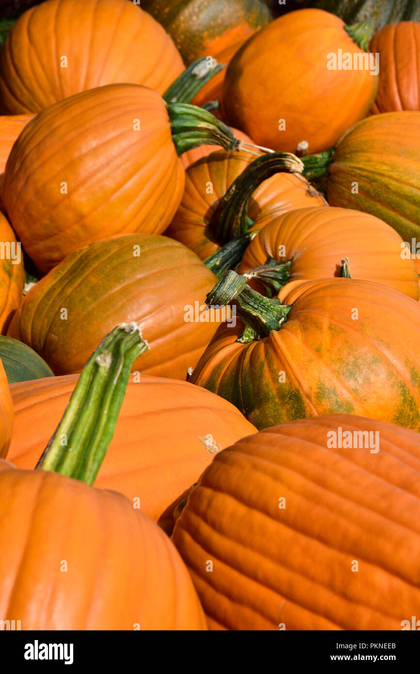 Las calabazas y calabazas desde temprana cosecha de otoño en la península de Saanich. Foto de stock