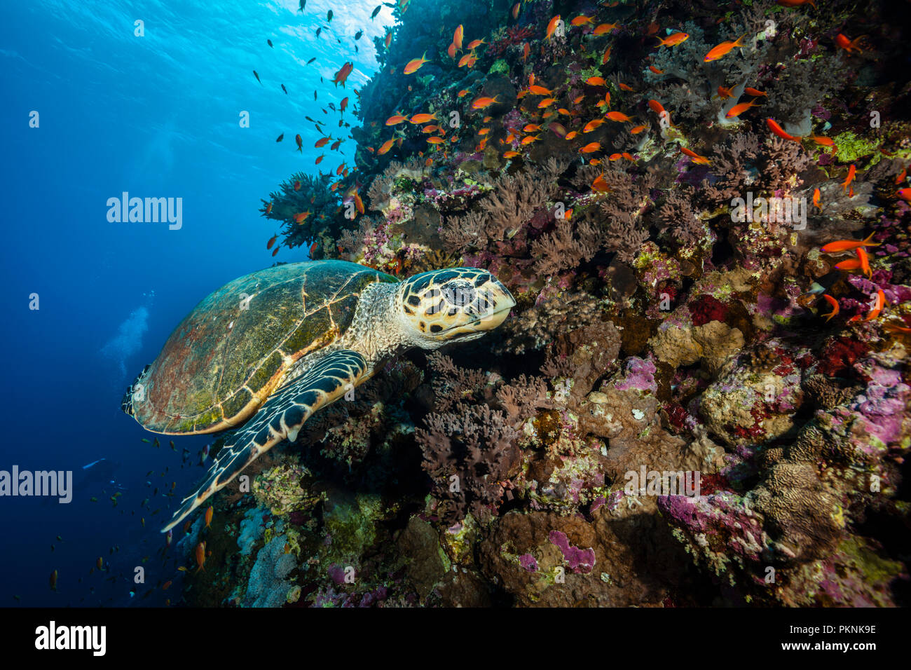 Tortuga carey, Eretmochelys imbricata, Hermano Islas, Mar Rojo, Egipto Foto de stock