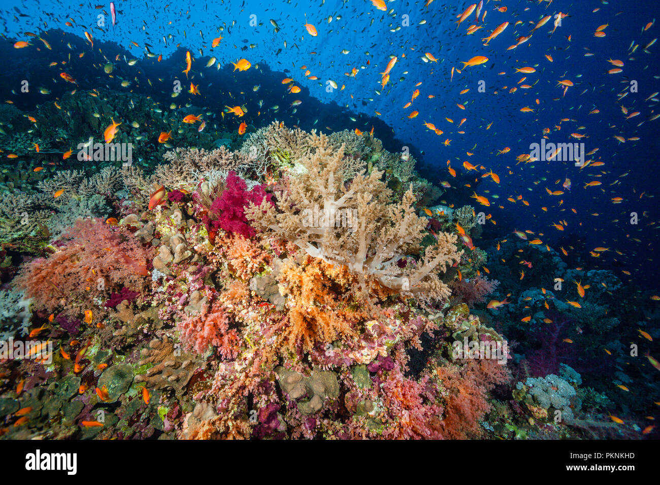 Anthias Lyretail sobre arrecifes de coral, de Pseudanthias squamipinnis, Hermano Islas, Mar Rojo, Egipto Foto de stock