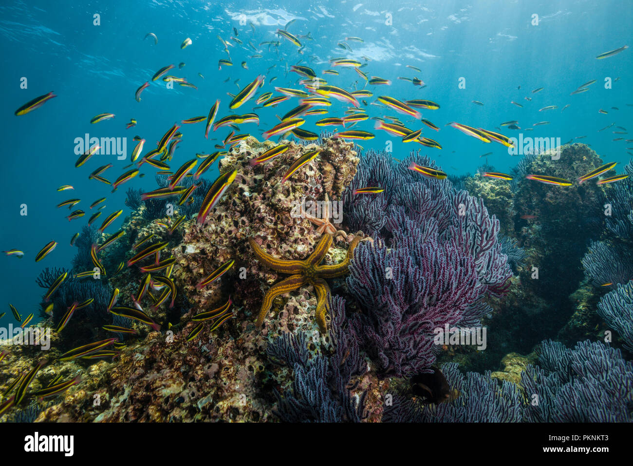 Paddlefin wrasse fotografías e imágenes de alta resolución Alamy