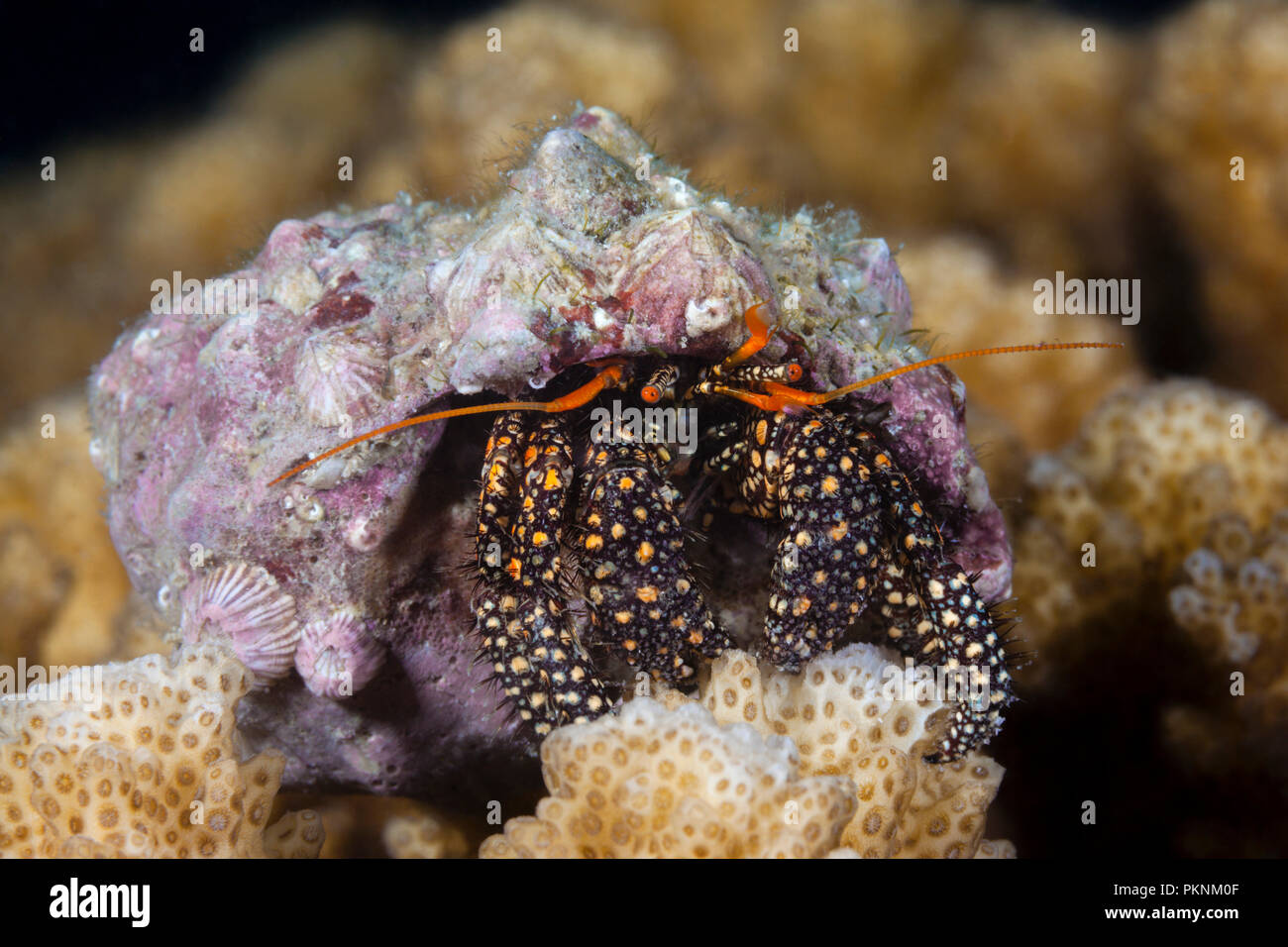 Cangrejo ermitaño, Paguroidea, La Paz, Baja California Sur, México Foto de stock
