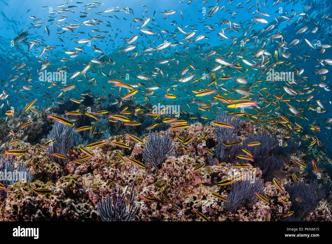 Paddlefin wrasse fotografías e imágenes de alta resolución Alamy