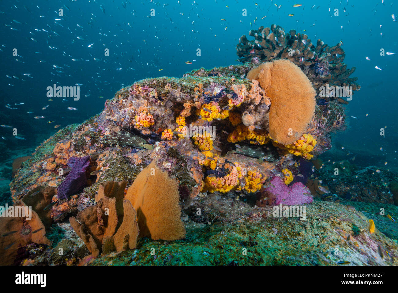 Arrecifes de coral coloreados, Cabo Pulmo, Baja California Sur, México Foto de stock