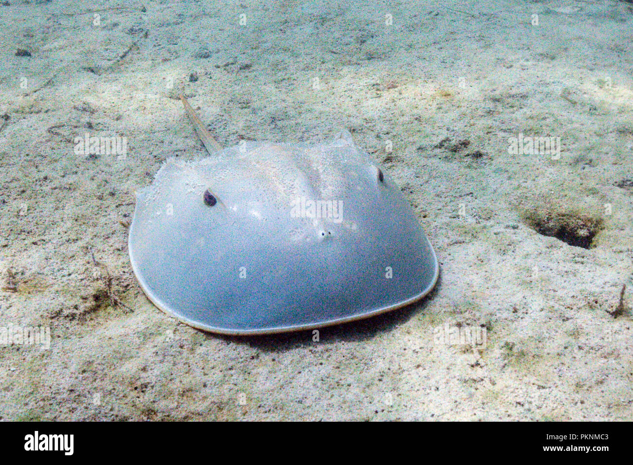 Cangrejo De Herradura Fotos e Imágenes de stock Alamy Cangrejo Herradura Fotos e Imágenes de stock Alamy