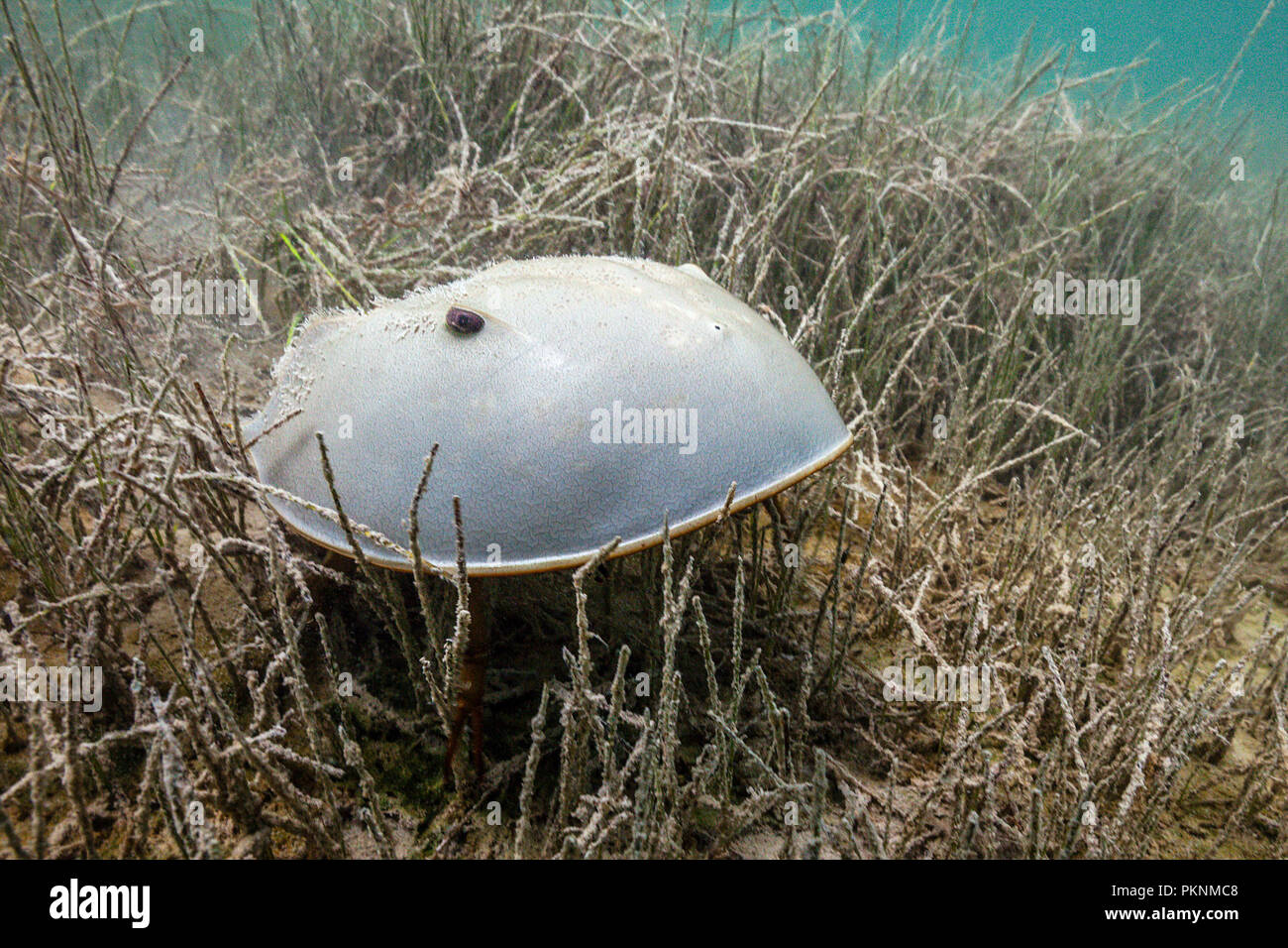 En los manglares, el cangrejo herradura Limulus polyphemus, Cancún, Yucatán, México Foto de stock