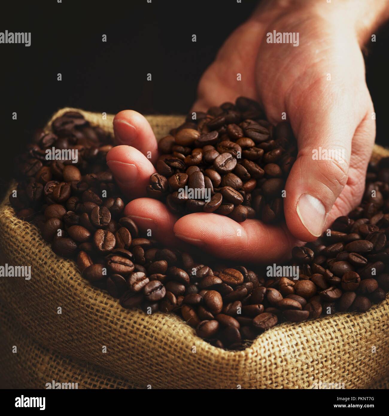 Persona con la mano llena de granos de café. Foto de stock