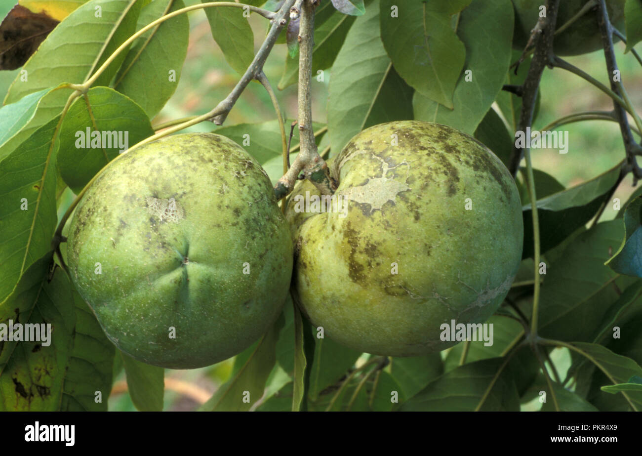 El zapote blanco de fruta de árbol (Casimiroa edulis), también conocido como Casimiroa, zapote blanco, blanco, y el mexicano soapapple apple. Foto de stock