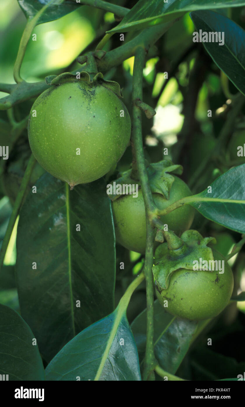 Diospyros nigra es una especie de caqui. Los nombres comunes incluyen pudín de chocolate y soapple negro. Se muestra aquí, fruta en el árbol. Foto de stock