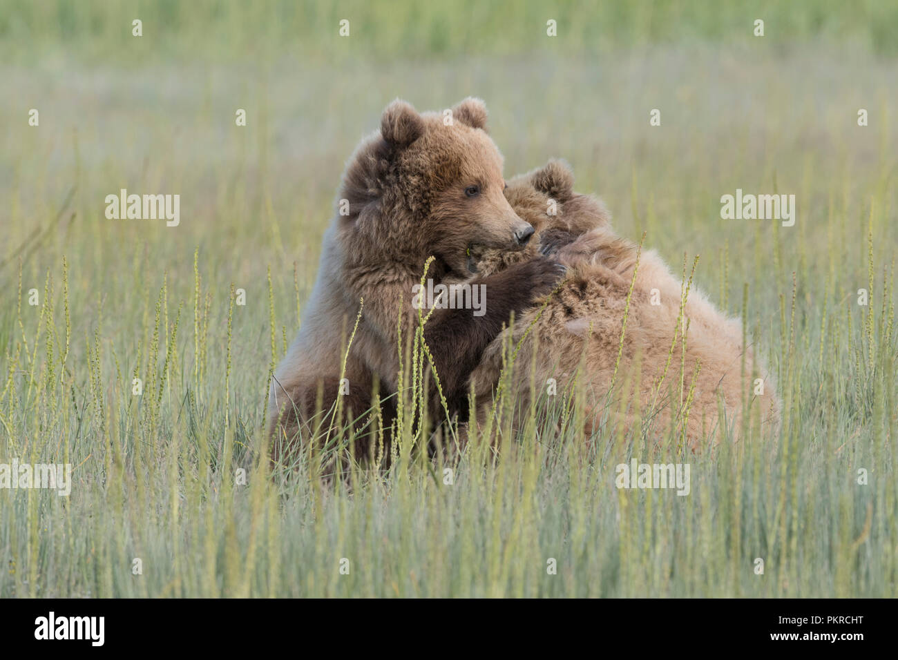 Costera de Alaska Brown Bear, Lake Clark National Park Foto de stock