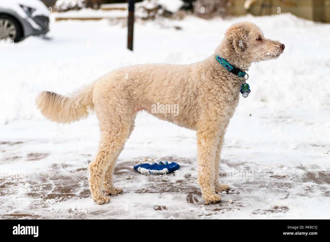 Lindo Labradoodle Beige de pie en la nieve mirando lateralmente Foto de stock