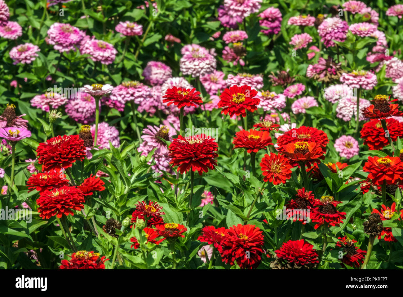 Zinnia elegans zinnia violacea zinnias en flor fotografías e imágenes