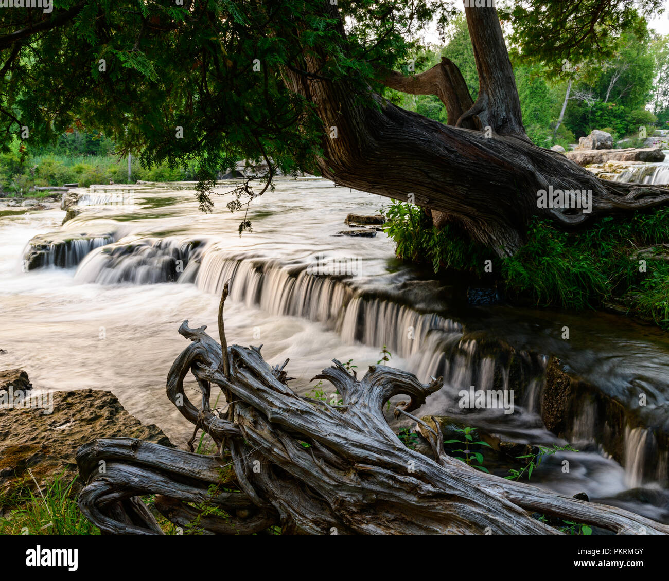 La larga exposición de Sauble Falls suave con agua que fluye sobre las rocas con grandes árboles y ramas en primer plano Foto de stock
