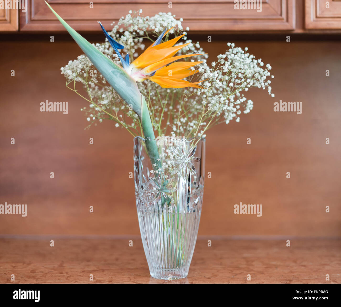 Arreglo floral de ave del paraíso fotografías e imágenes de alta resolución  - Alamy