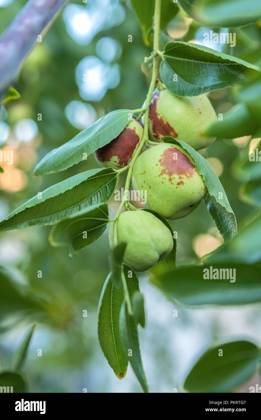 Fruto azufaifa maduros (Ziziphus jujuba) en el árbol Fotografía de