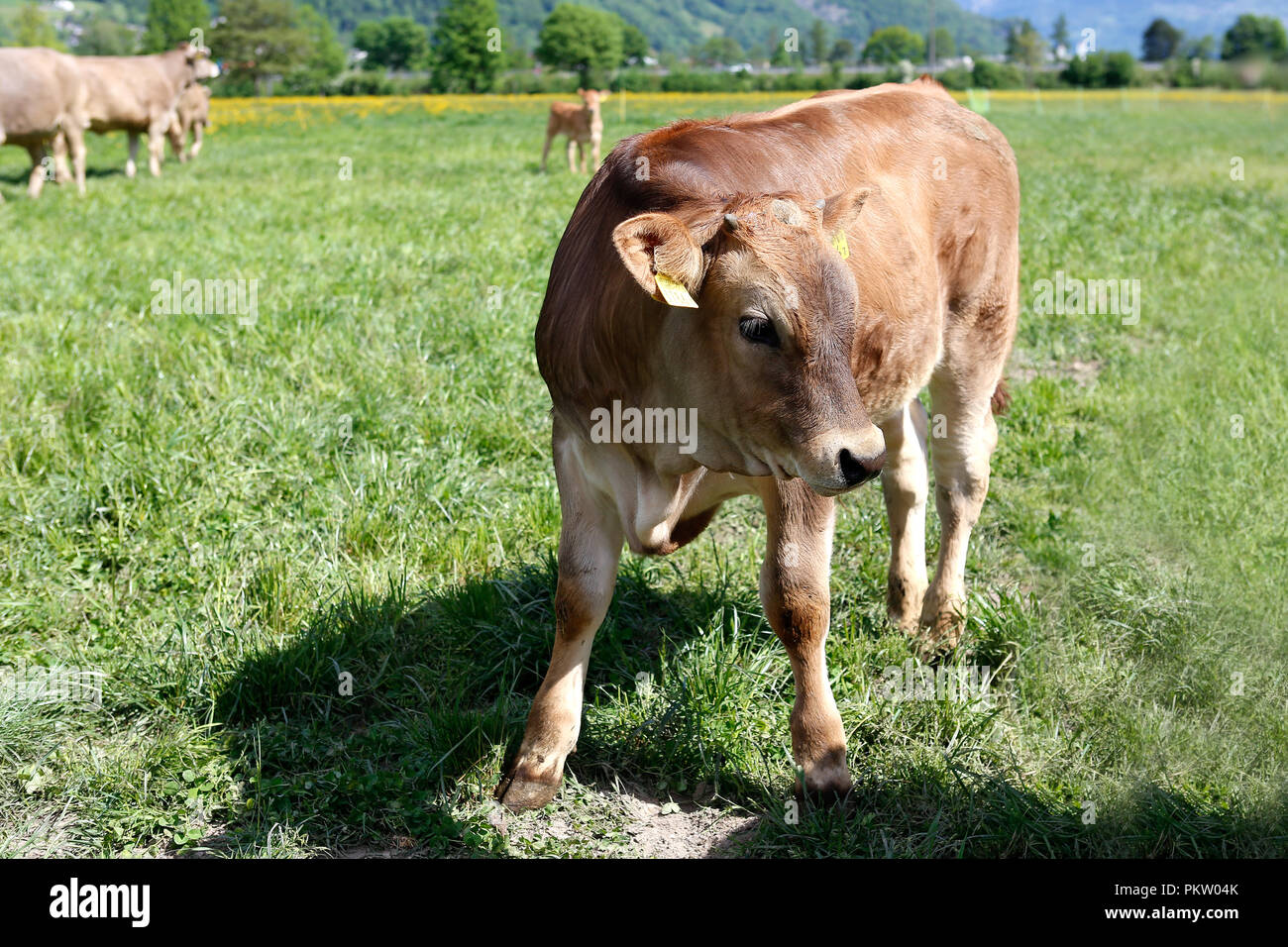 Europa Schweiz Sarganser Tierra Wangs Gonzen - Kalb steht morgens auf der Weide un einem schönen Frühlingstag in der Schweiz Foto de stock