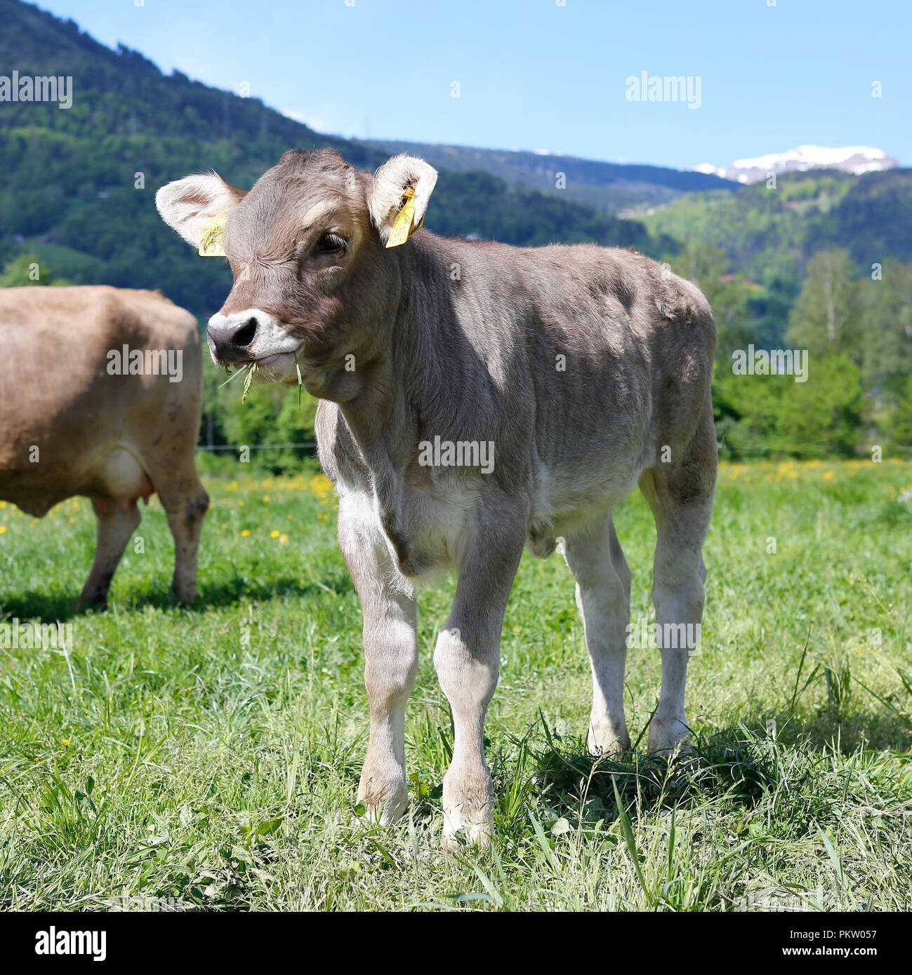 Europa Schweiz Sarganser Tierra Wangs Gonzen - Kalb steht morgens auf der Weide un einem schönen Frühlingstag in der Schweiz Foto de stock