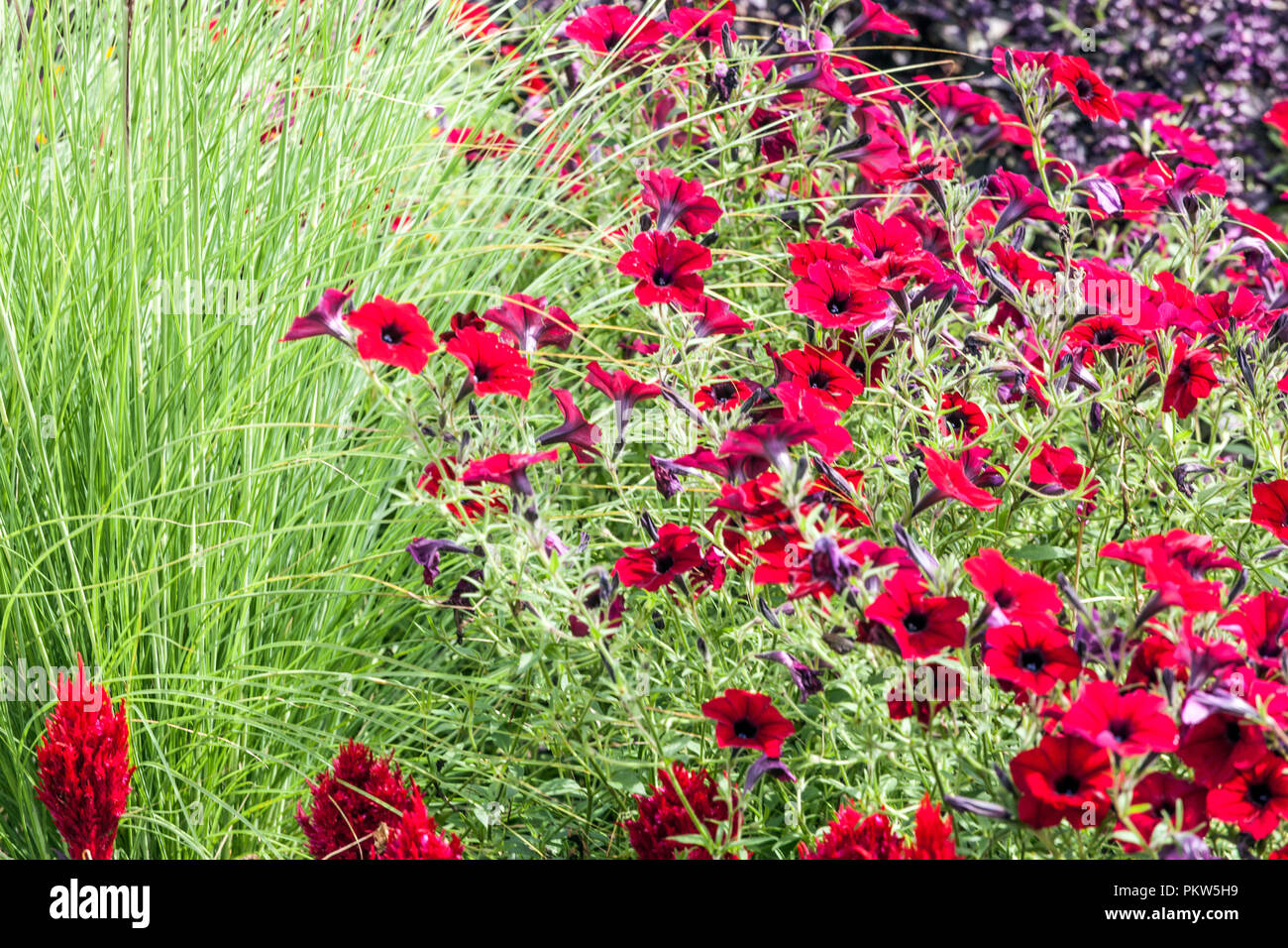 Una combinación colorida de un lecho de flores de verano en un jardín, Celosia, petunia, césped ornamental, precioso jardín de flores Foto de stock
